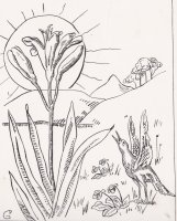 fois_lys_p75_1910